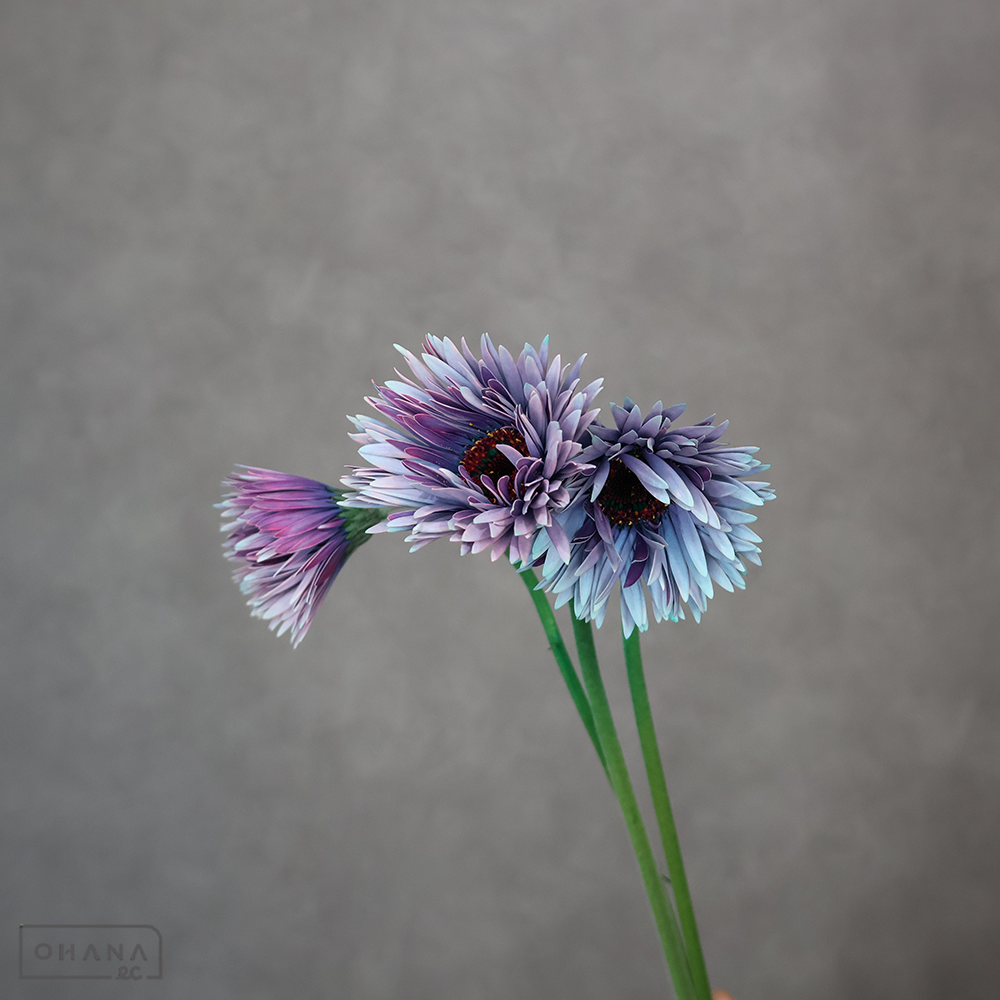 ガーベラ　  モンスターサリー 秀50cm ※5本束