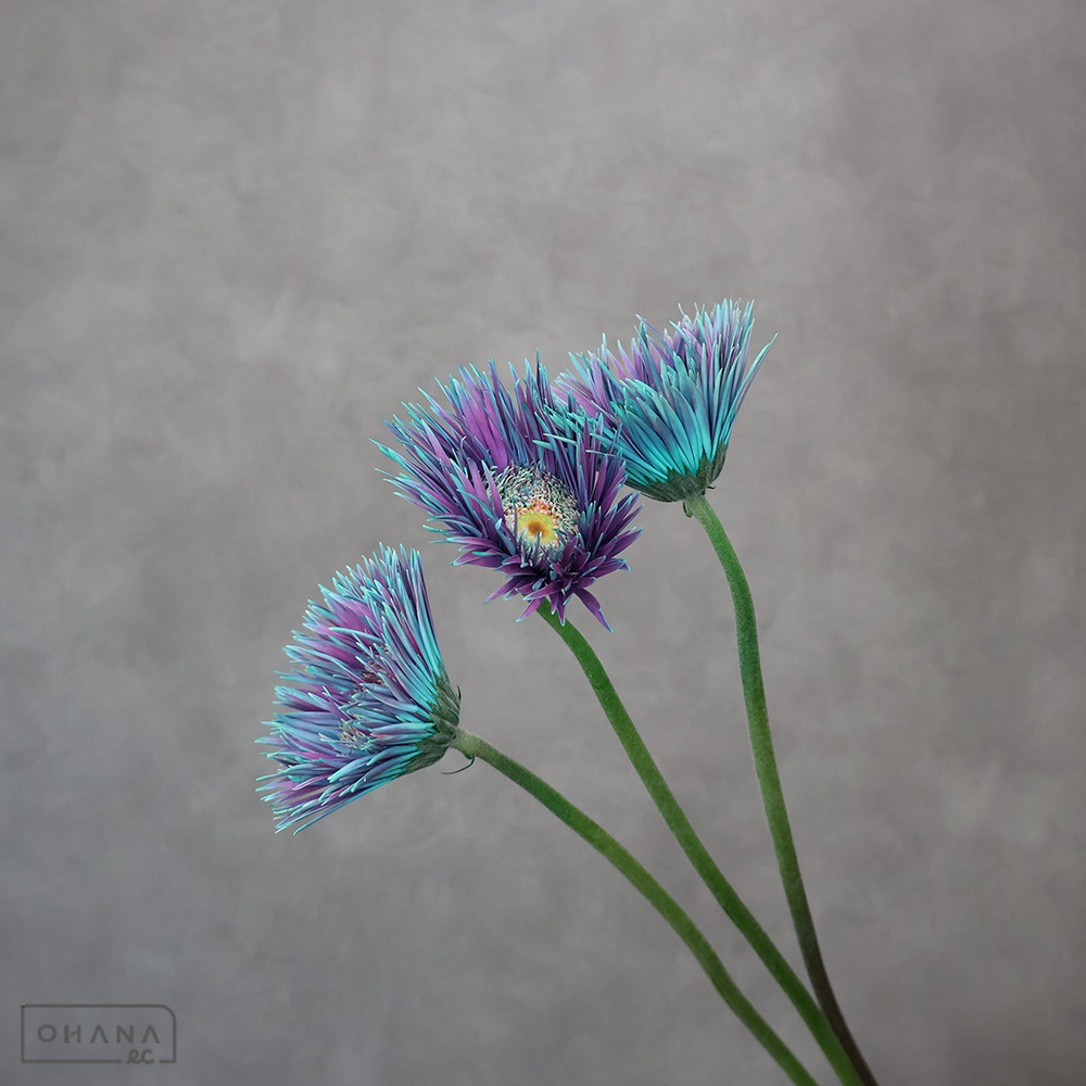 ガーベラ  ピーコックミント 2L ※5本束