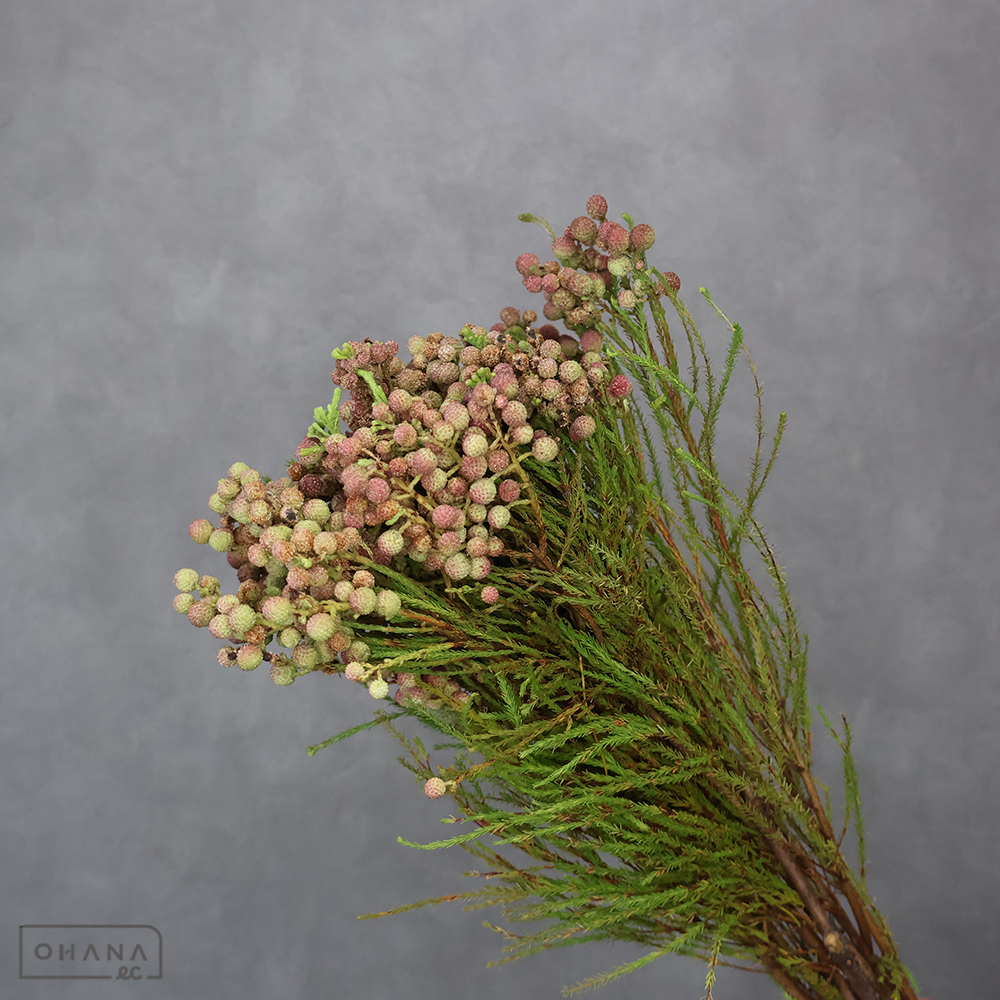 バーゼリア  ラヌギノーサピーナッツ 50cm