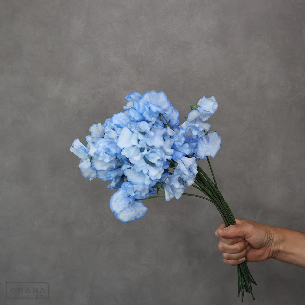 スイトピー  染 そらいろ ３ＰＬ