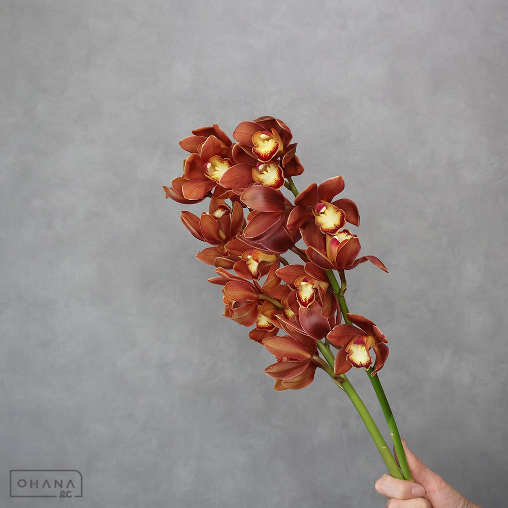 シンビジウム  茜の光 M ※2本束