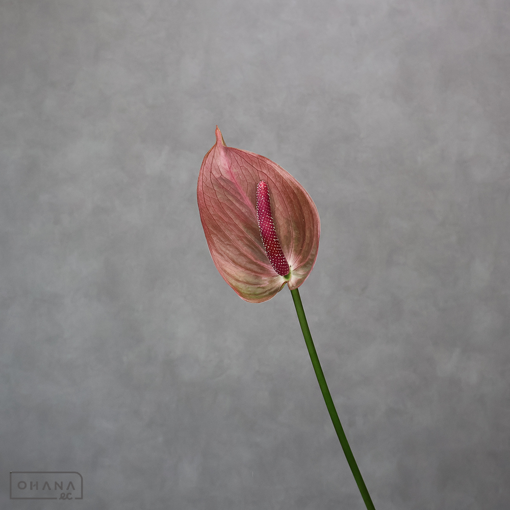 アンスリューム  モナリザ Ｍ