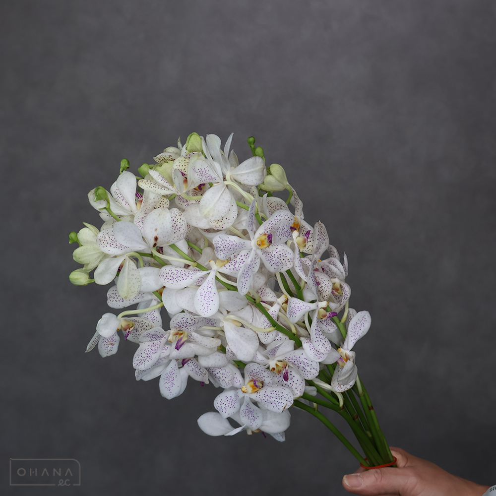 アランダ　モカラ  クリスティンホワイト Ｌ