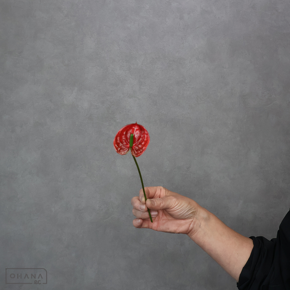 アンスリューム  マデュラルアンティーク Ｓ ※5本束