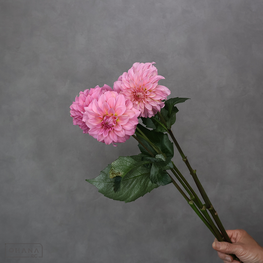 ダリア  ピーチキャロル 秀50cm ※5本束