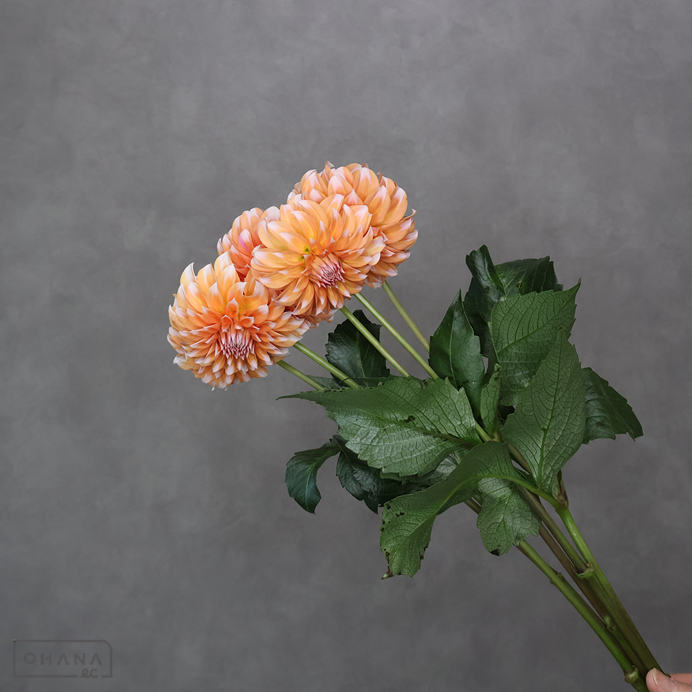 ダリア　  ピーチインシーズン 秀50cm ※5本束
