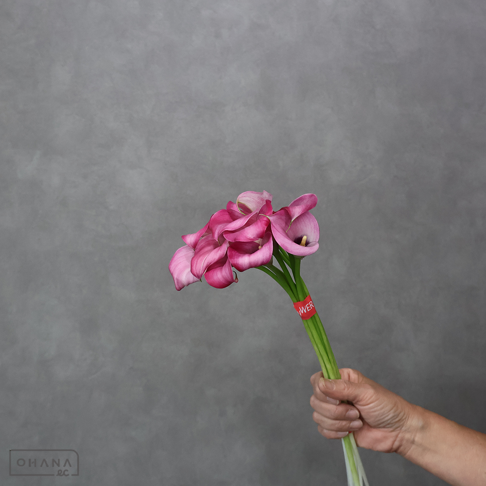 カラー  ザズー 秀45cm