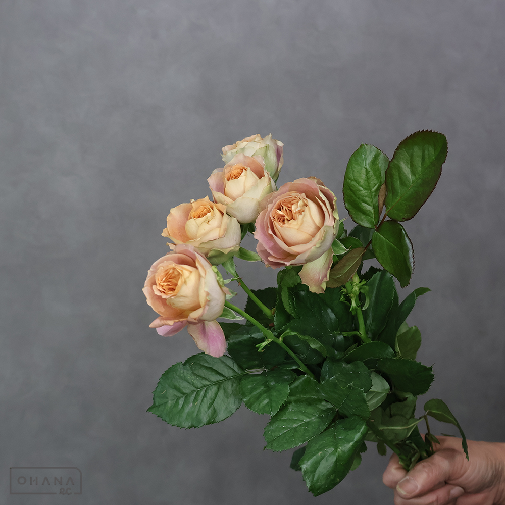 バラ　  シンキングオーバー 40cm ※5本束