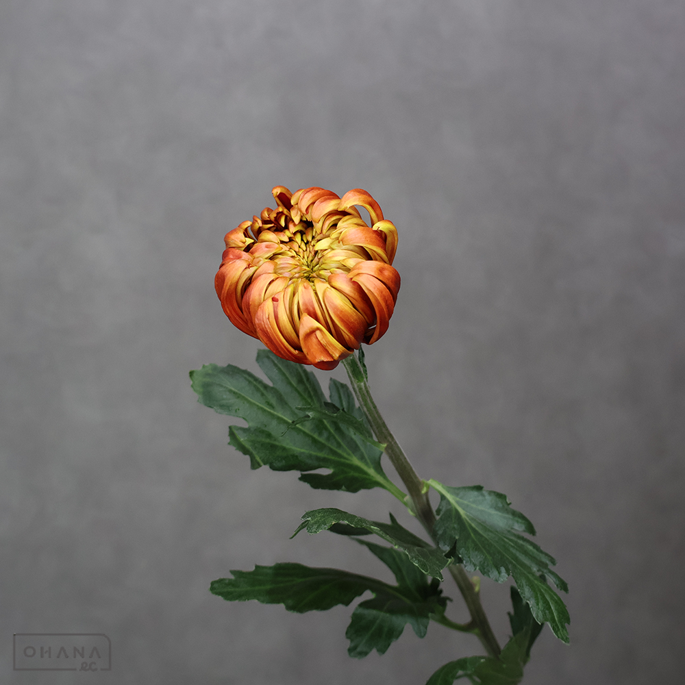 マム  フエゴダーク  ※5本束