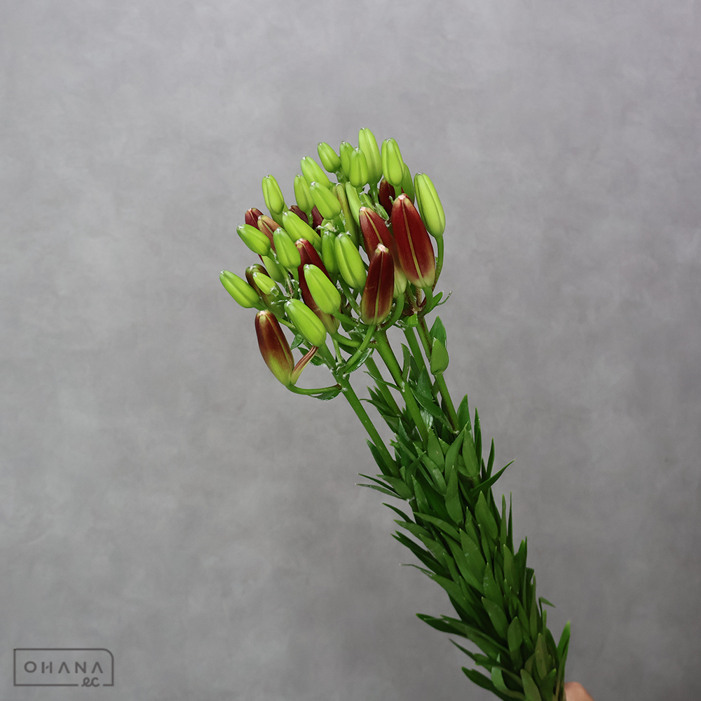 スカシユリ　  ダークシークレット 秀３Ｌ ※5本束