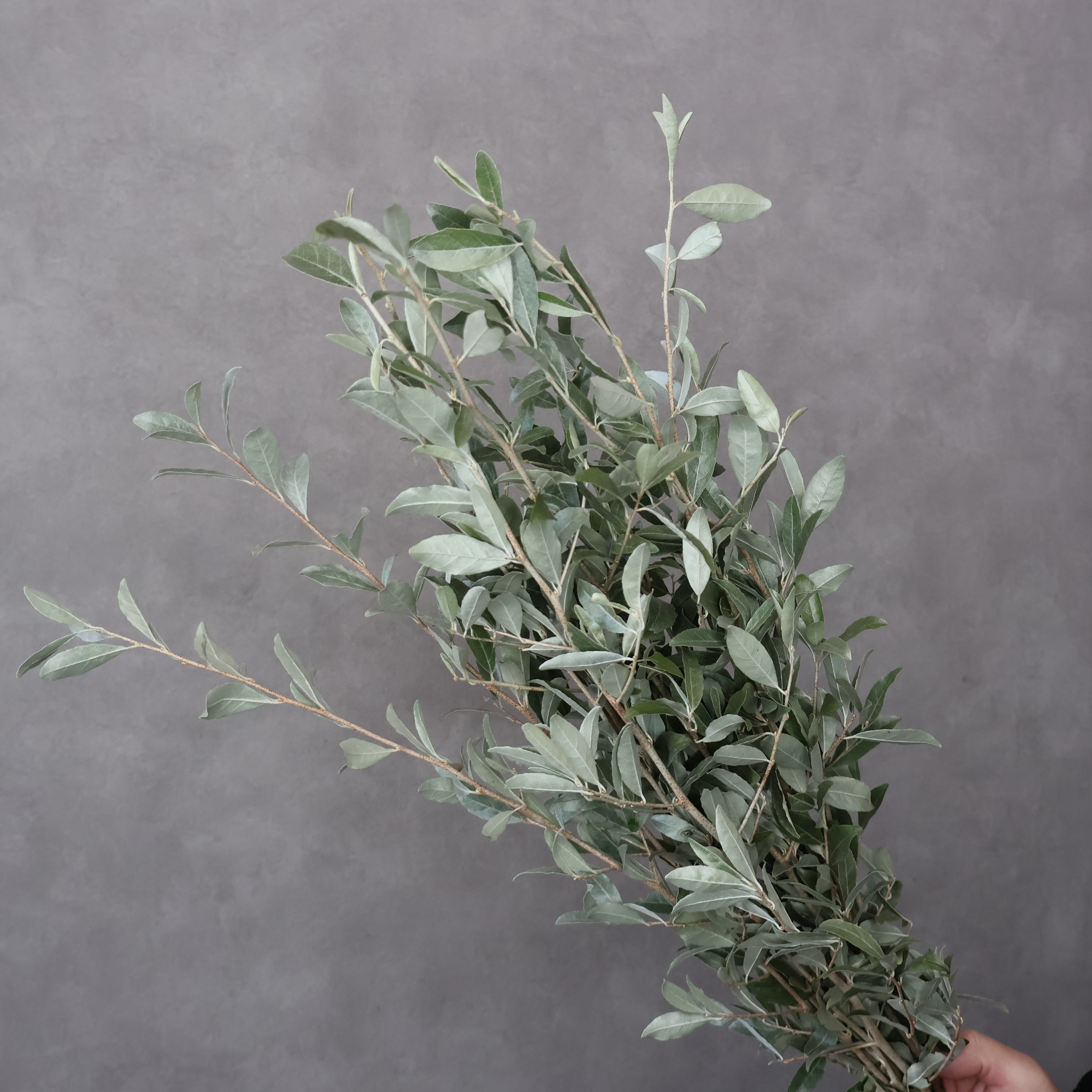 ロシアンオリーブ　60cm