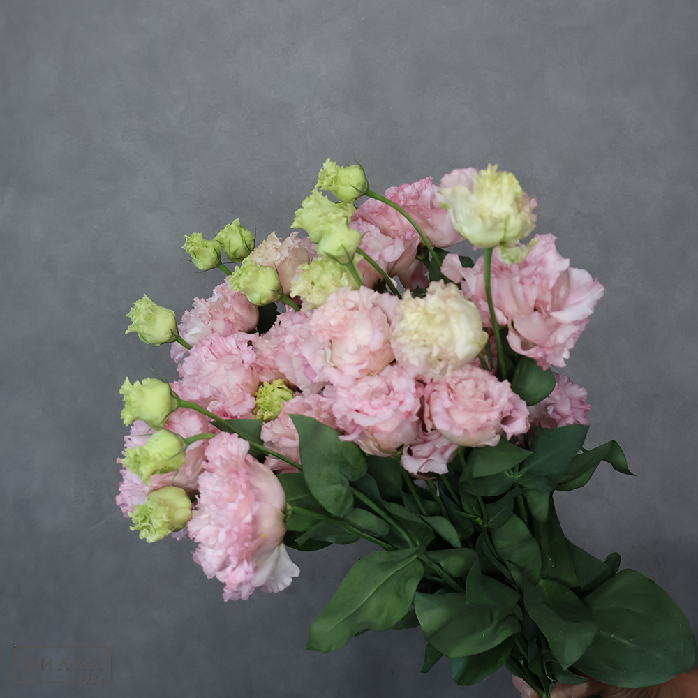 トルコキキョウピンク　ボヤージュスイートピンク　秀 70cm