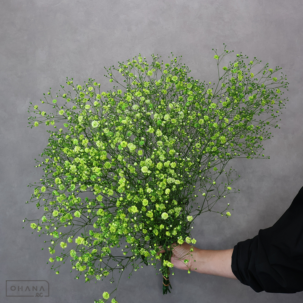 カスミソウ染め　緑　 60cm