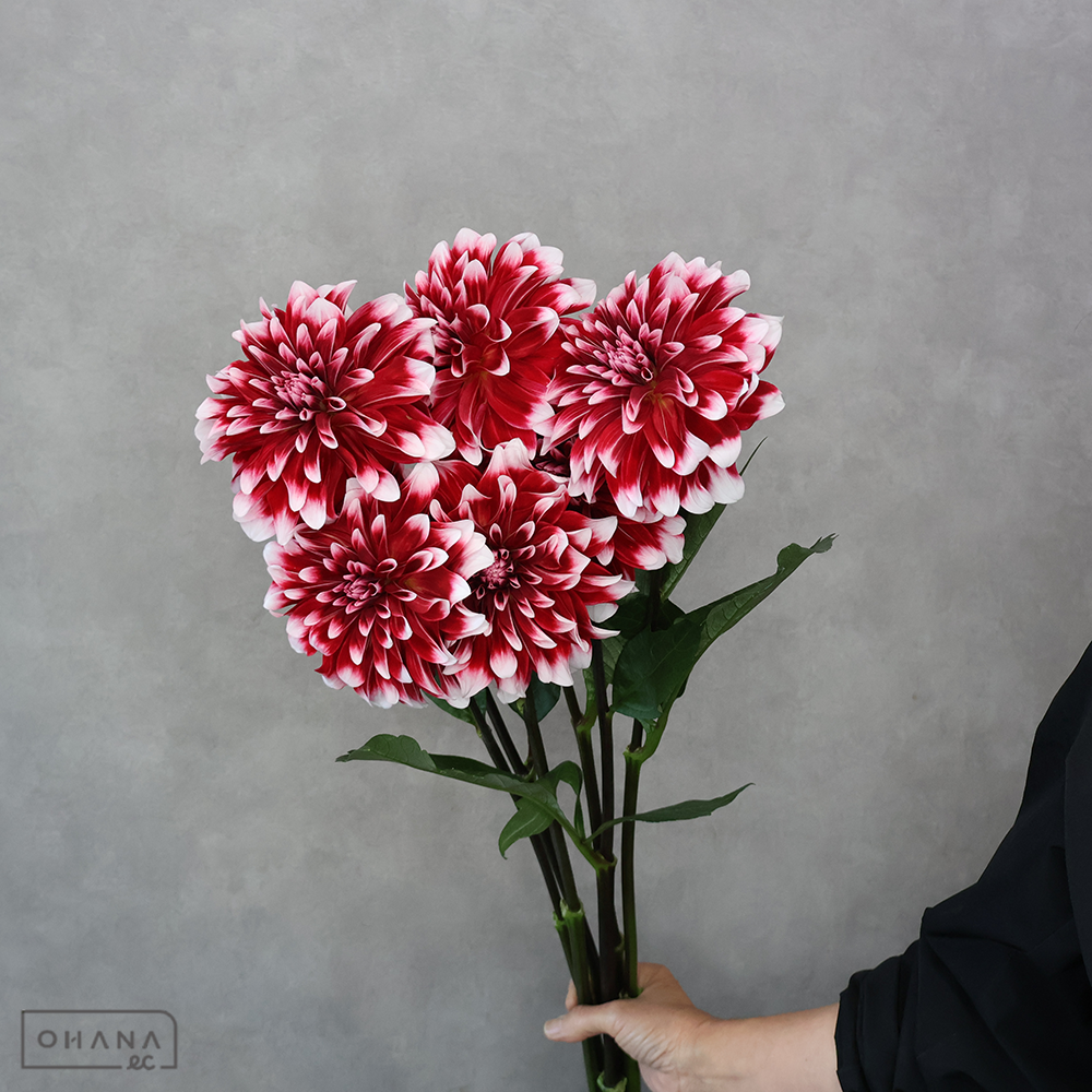 ダリア　ロダン ※6本束　秀優 70cm