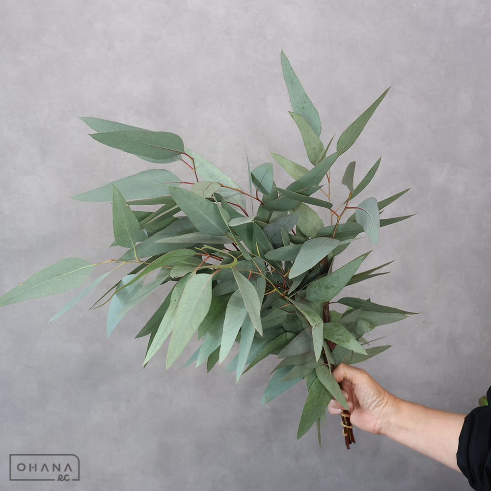 ユーカリ　マリーレッドガム　 70cm