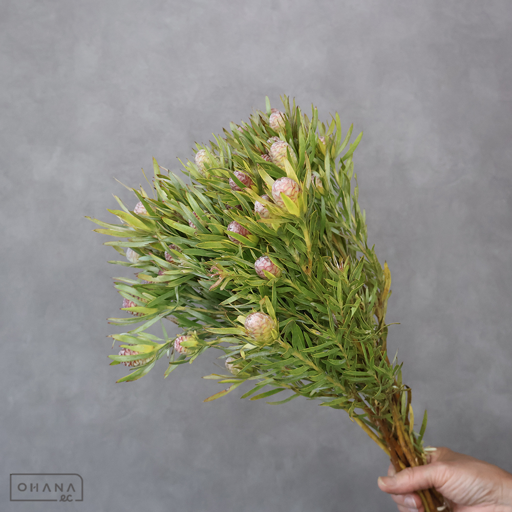 キーワード「ネイティブフラワー」での検索結果 | お花の仕入れならOHANAec