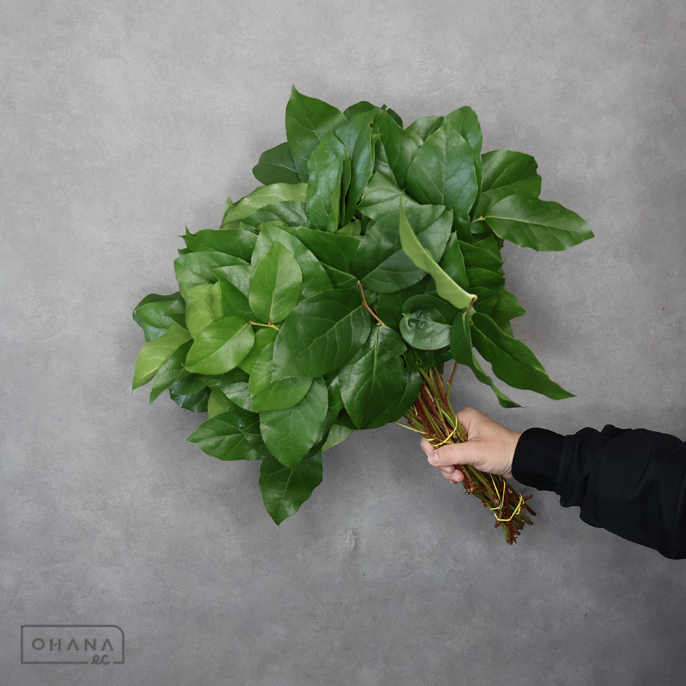 レモンリーフ　チップス　 束