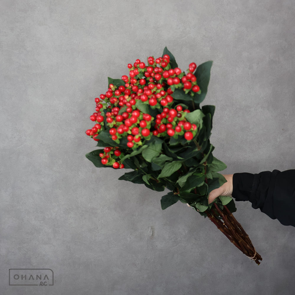 ヒペリカム　赤 スプレー　 70cm