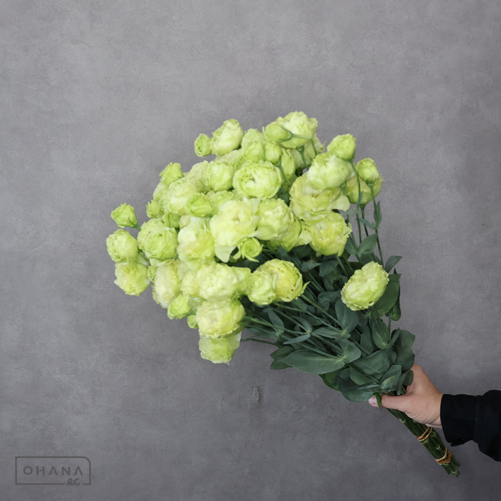 トルコキキョウ　アンバーＷピスタチオ　 ３輪 70cm