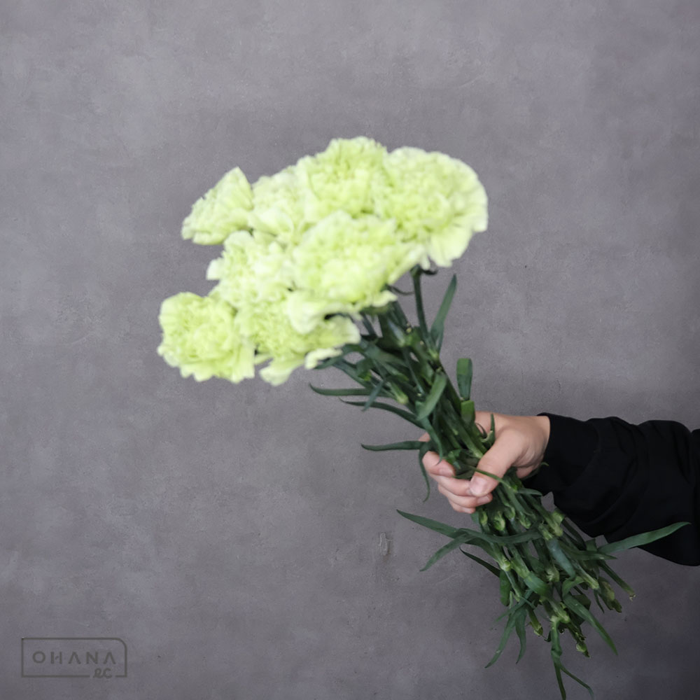 カーネーション　ジャングル　 70cm