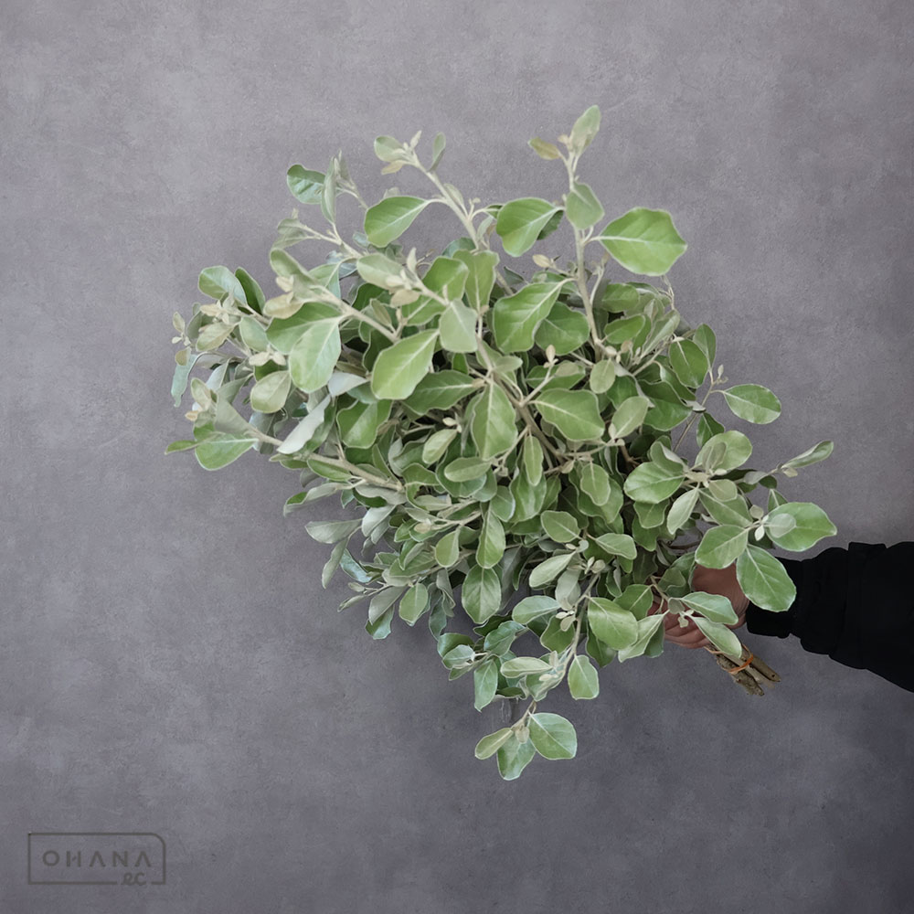 マルバグミ　秀 60cm