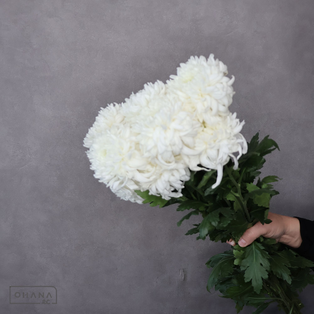 マム　セイマノアホワイト　優 2L 80cm