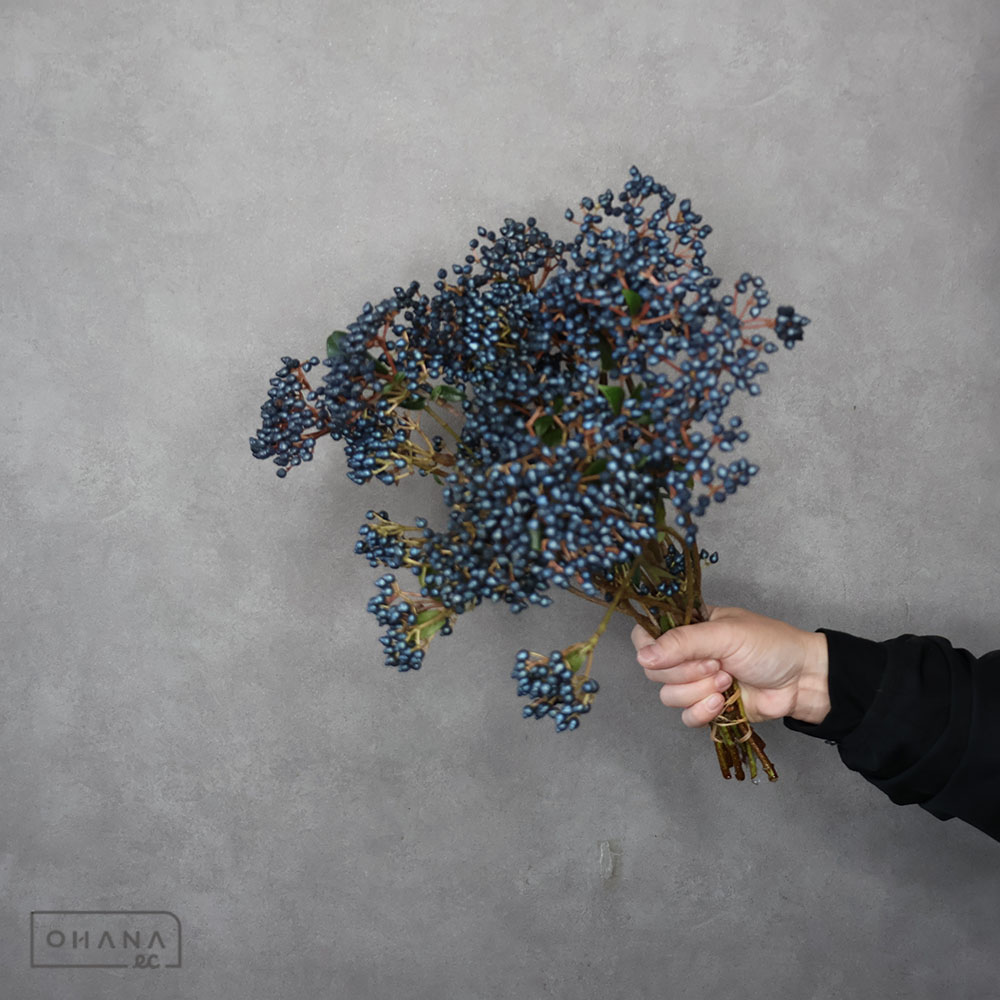 ビバーナム　ティナス　 秀A/和歌山）JAわかやま