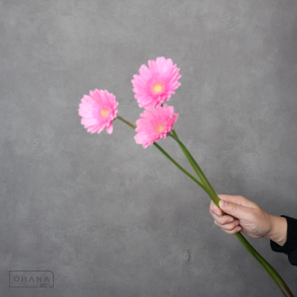 ガーベラ　アンドリーナ　