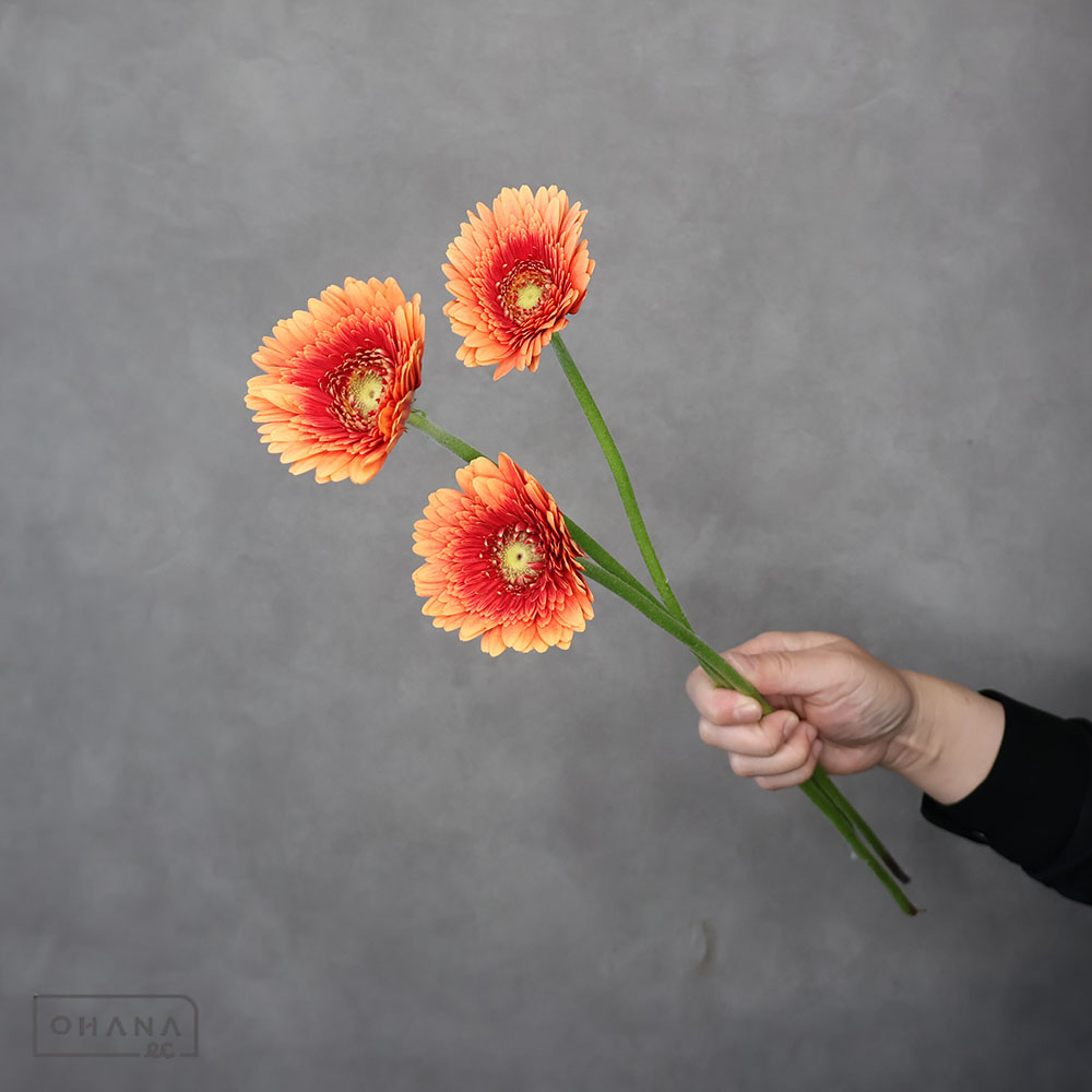 ガーベラ　ドビー　