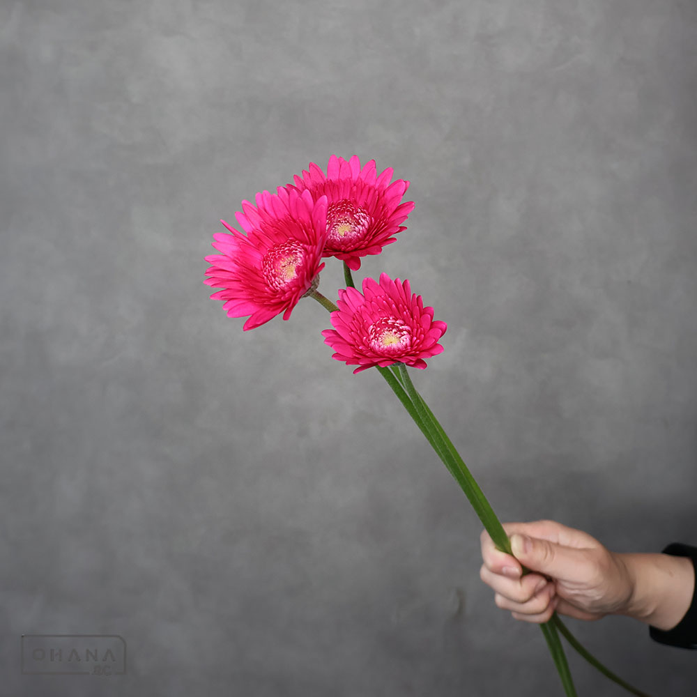 ガーベラ　シーマ　