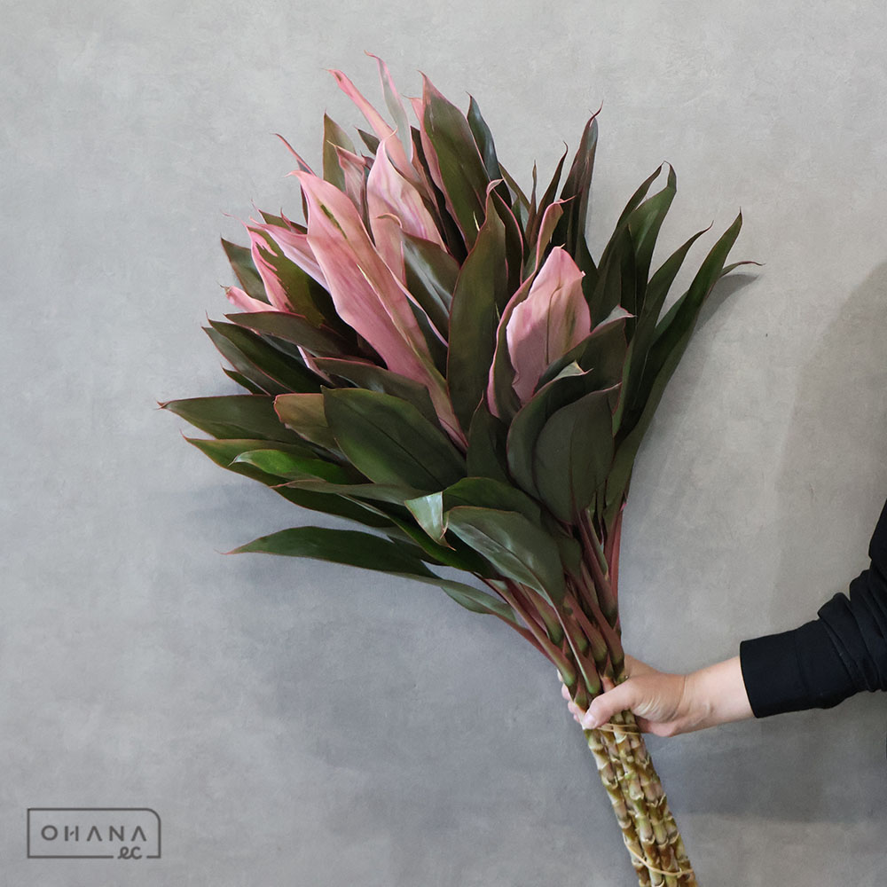 ドラセナ　ドリ－ミ－ピンク　Ａ Ｌ