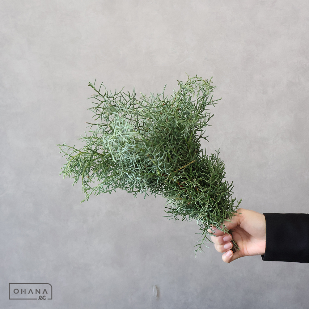 コニファー　ブルーアイス　 40-30  ※個体差あります