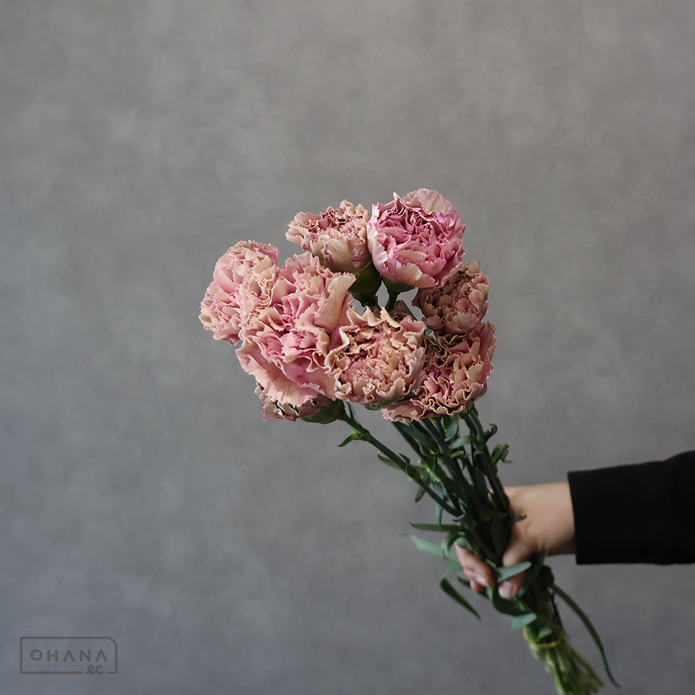 カーネーション　バビロン　70cm