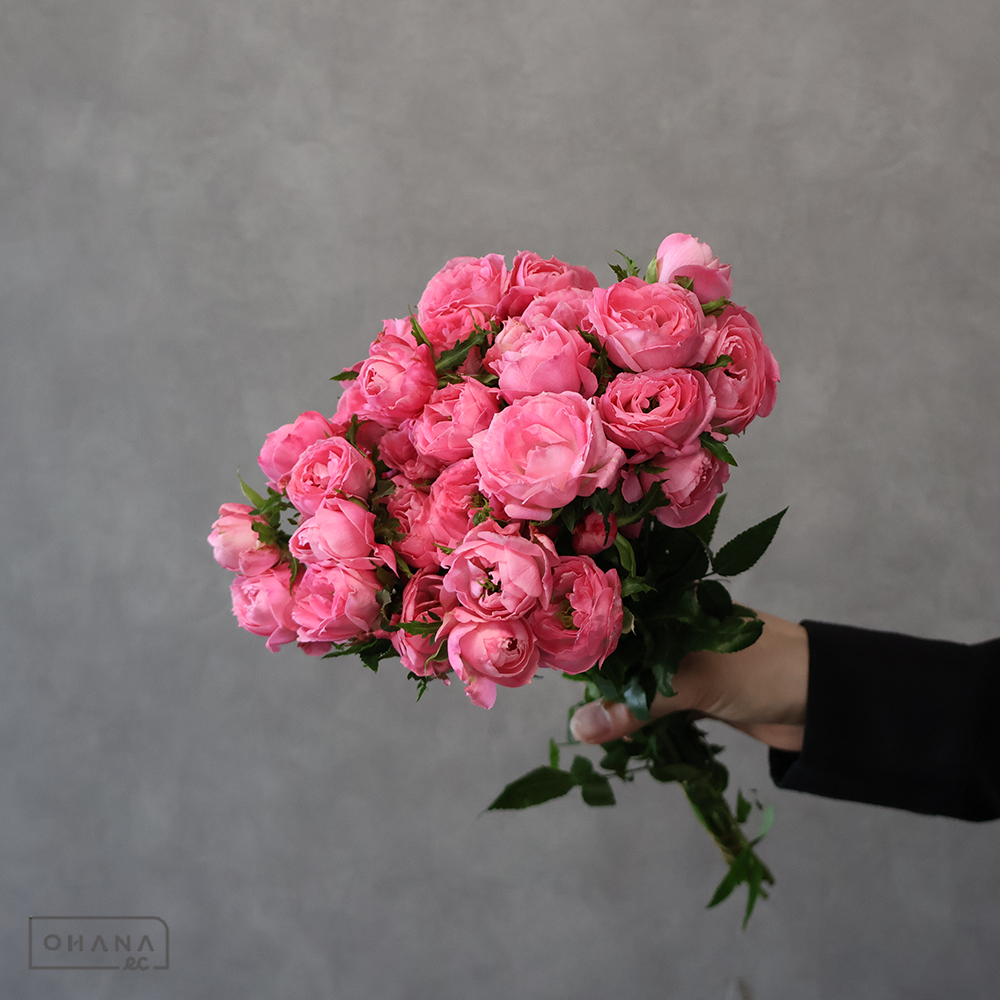 スプレーバラ　さくらさくら　秀40cm