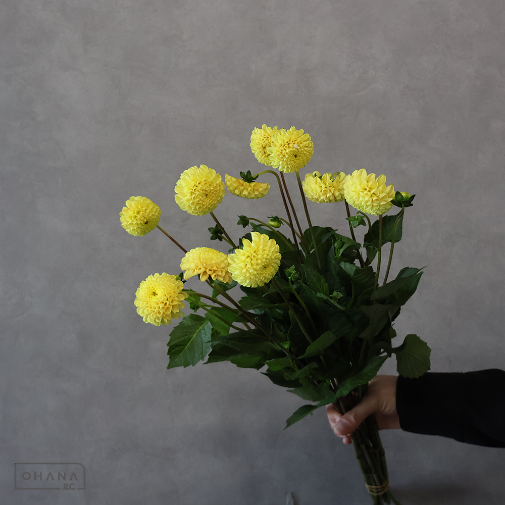 マイクロポンポンダリア　イエロー　60cm