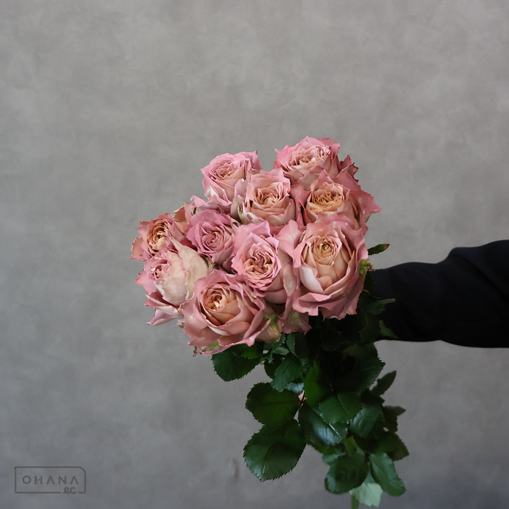 バラ　テナチュール　50cm