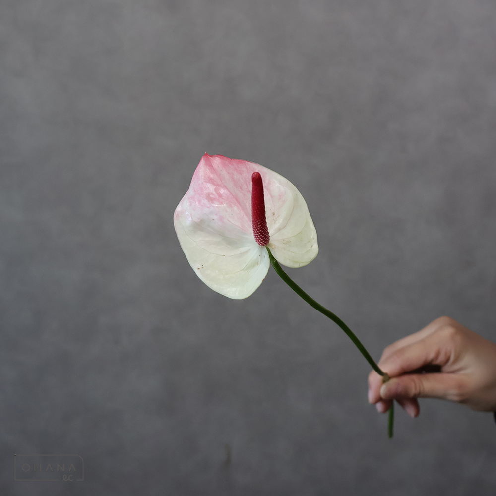 アンスリウム　ザフィラ ※4本束　優LM