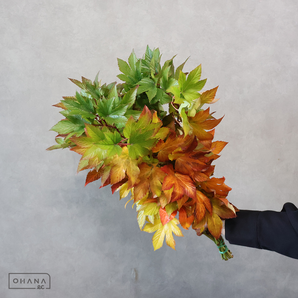 キイチゴ 　ベビーハンズ紅葉　秀50cm