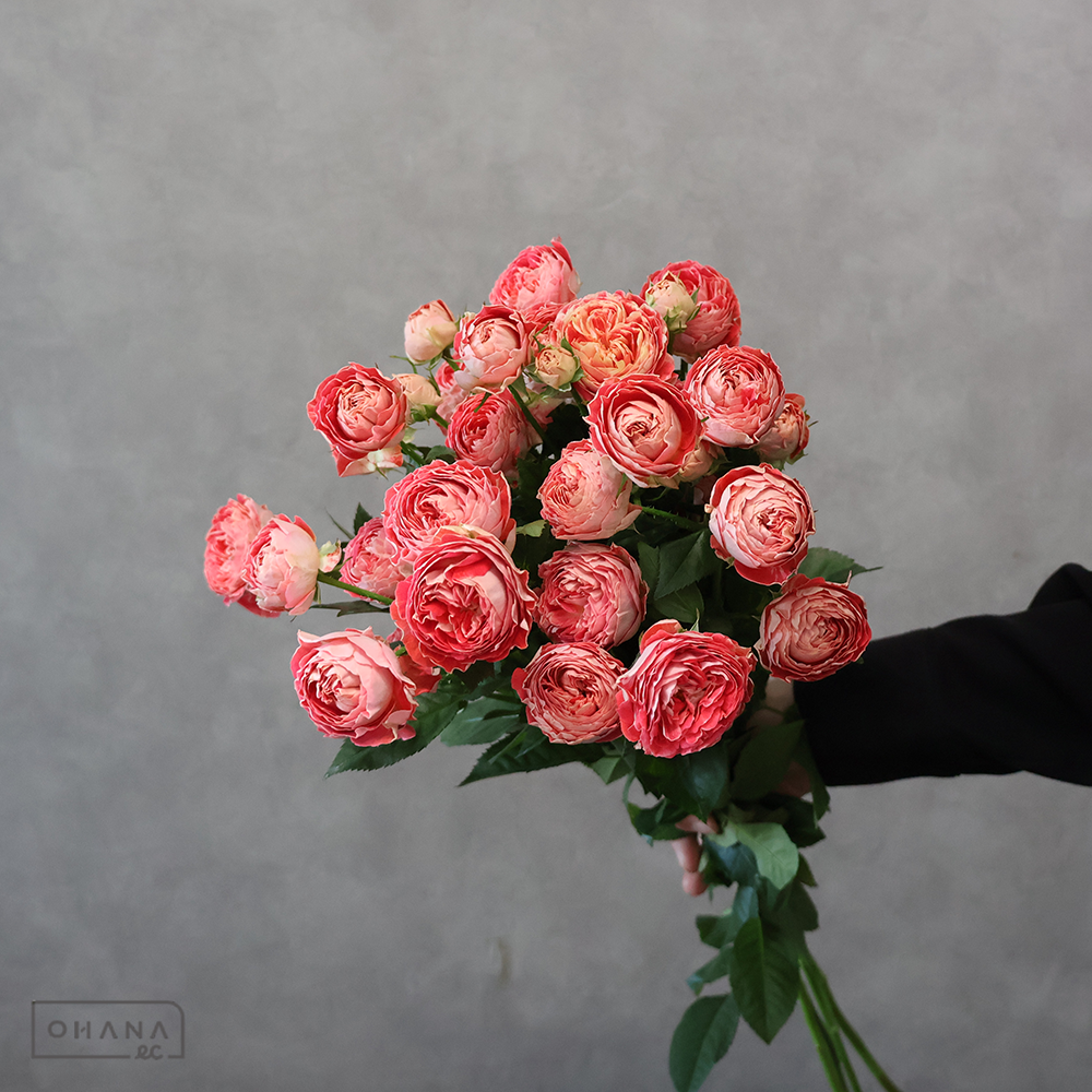 ＳＰバラ　花華純 ※5本束　秀60 cm