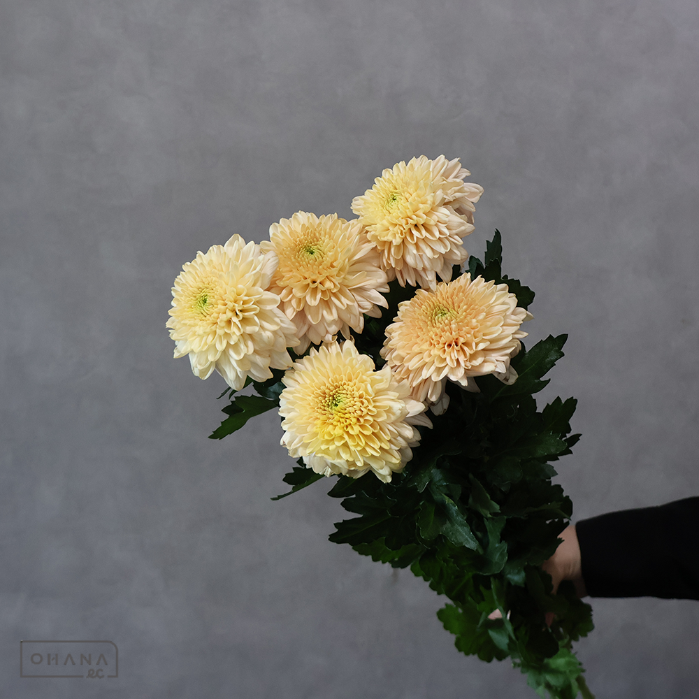 ディスバッドマム　セイオペラベージュ　秀80cm