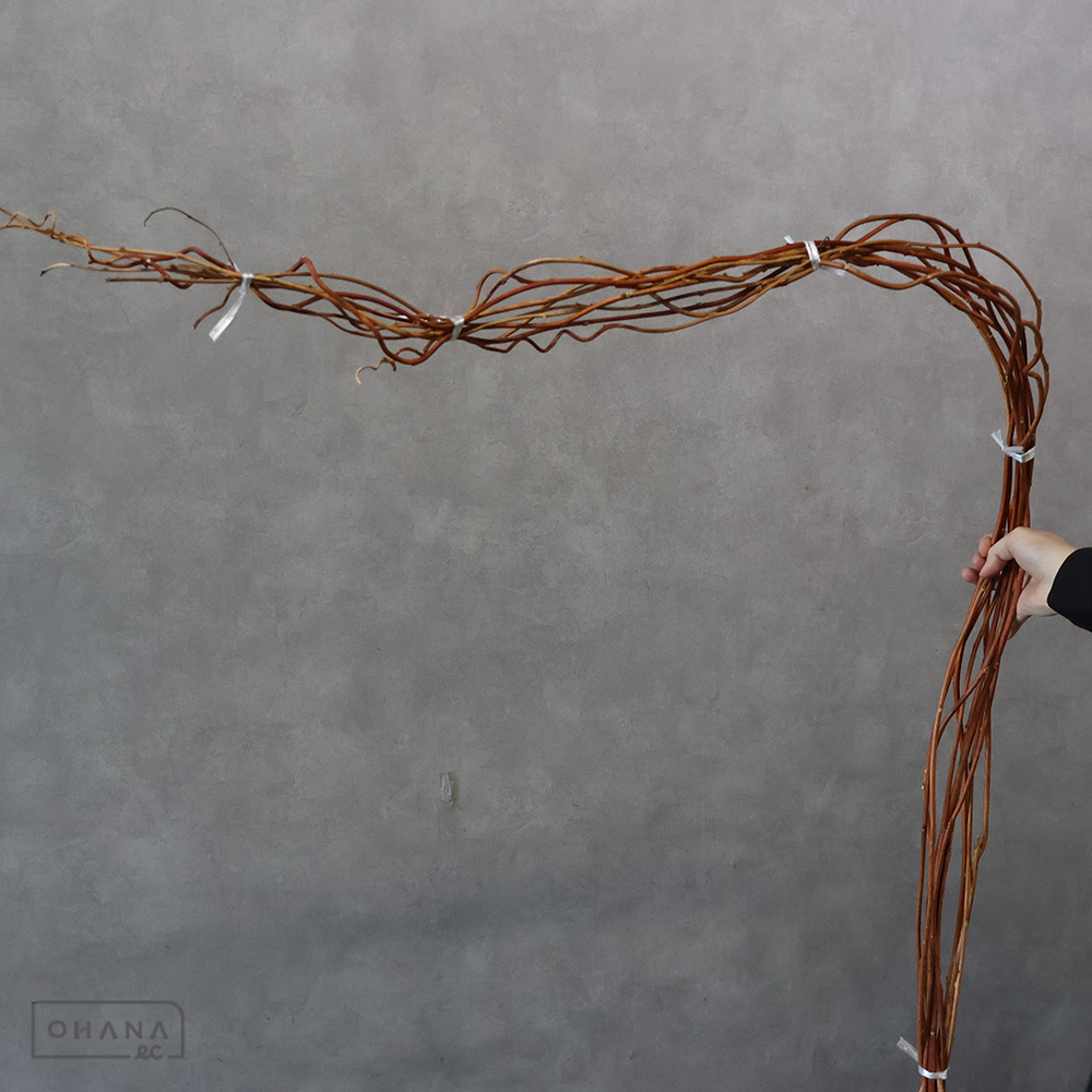 赤つる ※10本束　150-170cm