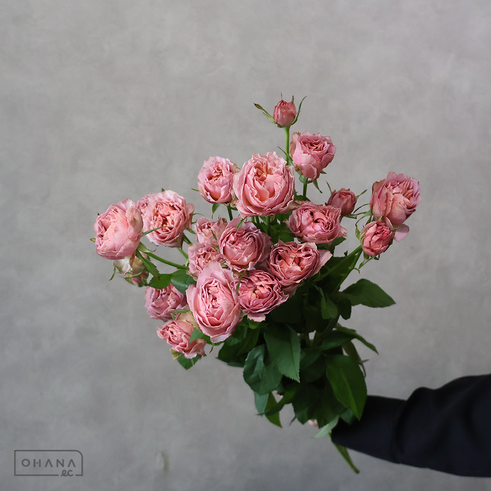 ＳＰバラ　ブルームスラプラージュ ※5本束　40cm