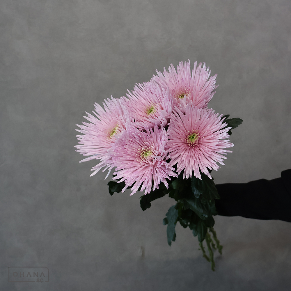 ディスバッドマム　カプリオール　秀