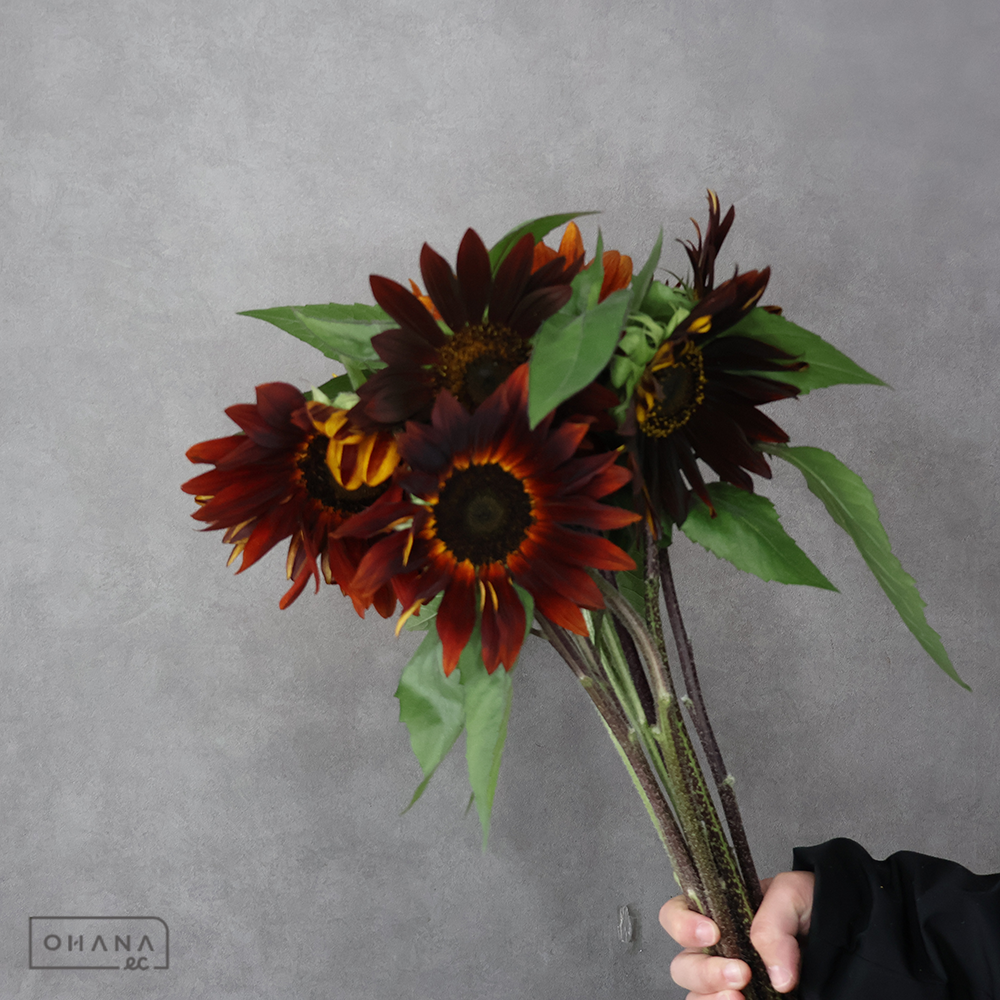 ヒマワリ　クラレット 80-75CM