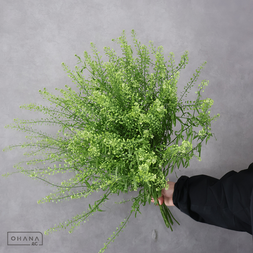 タラスピ 秀60CM