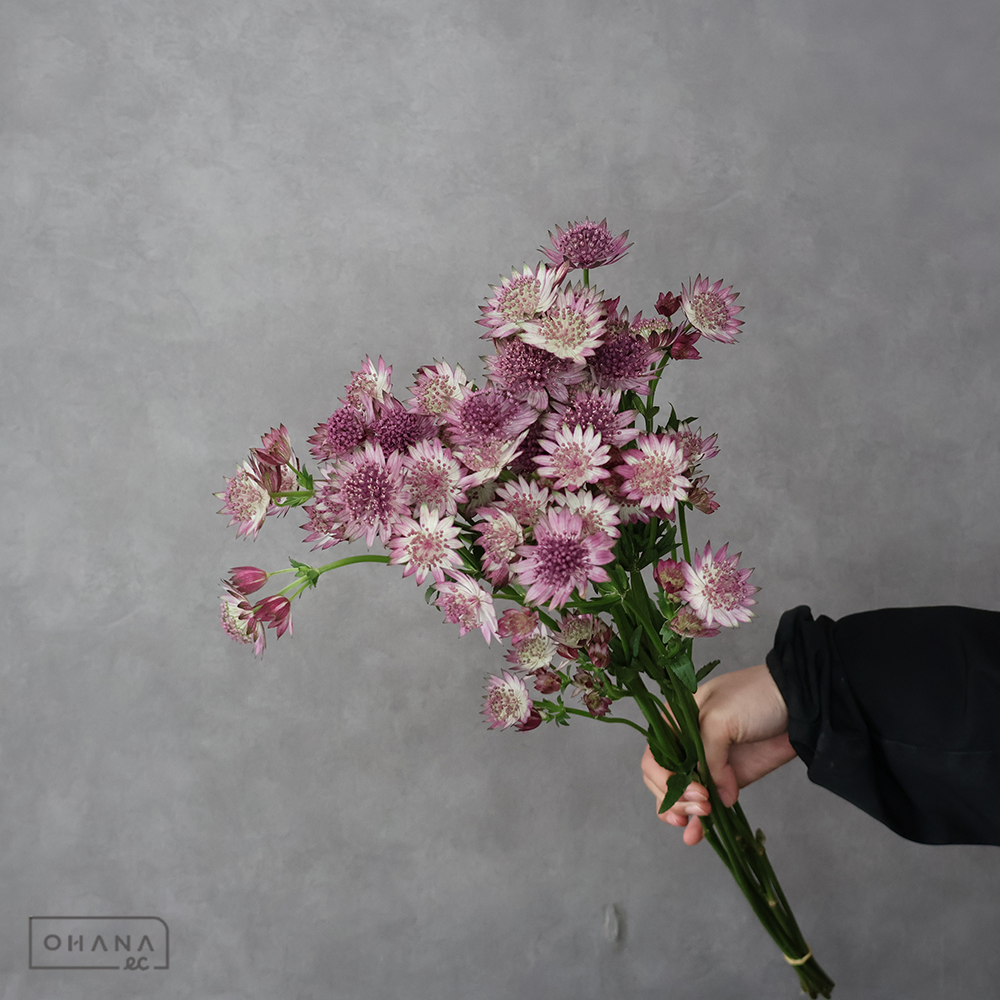 アストランティア ローマ 60CM