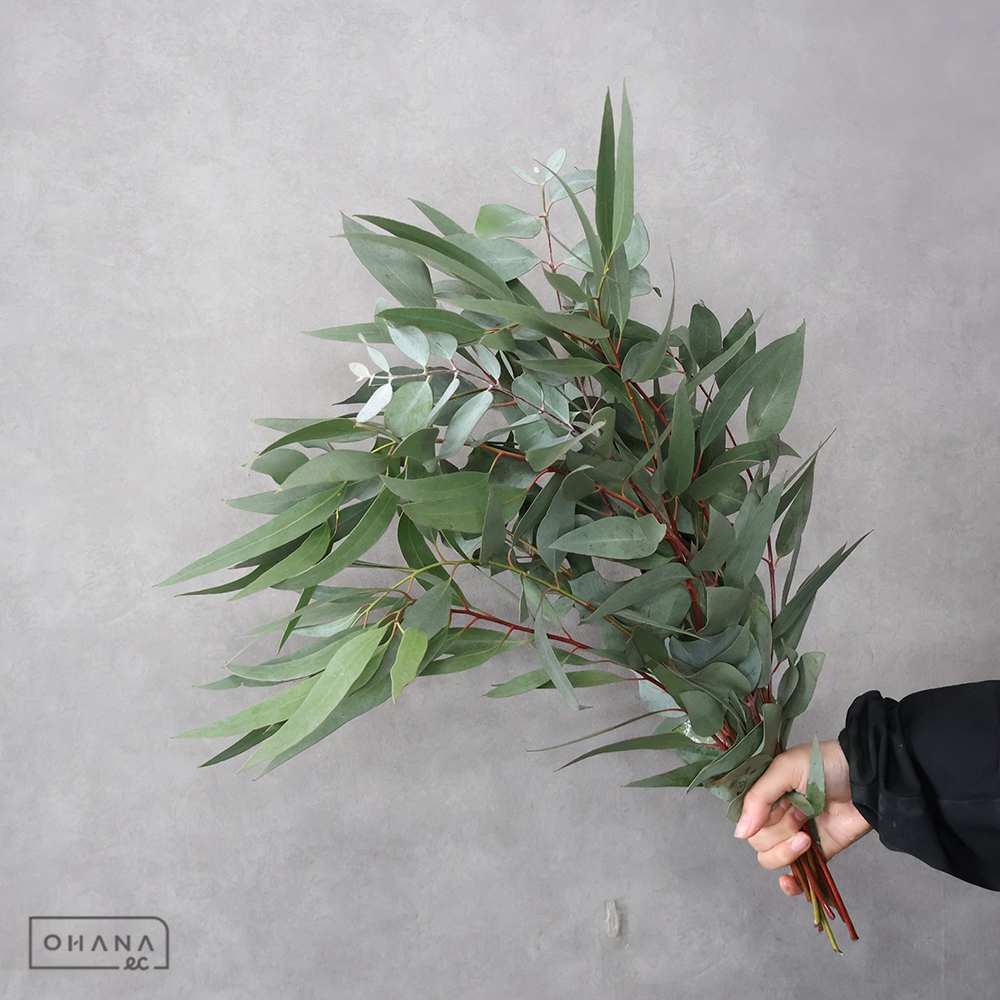 ユーカリ　ニッコリー 60-50CM※9本束