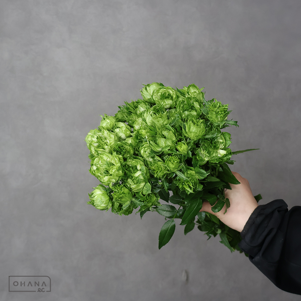 スプレーバラ　オリエンタルエクレール 秀35CM