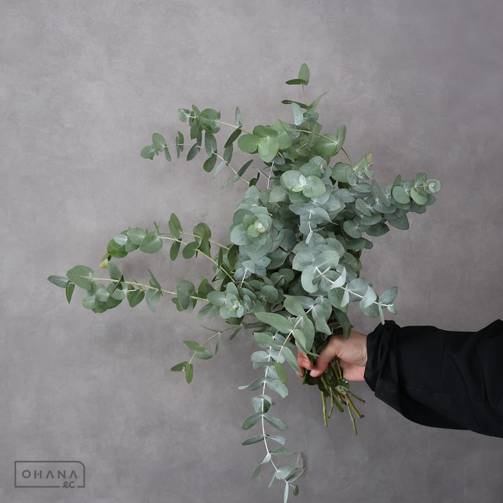 ユーカリ　銀丸葉ユーカリ 60-50CM