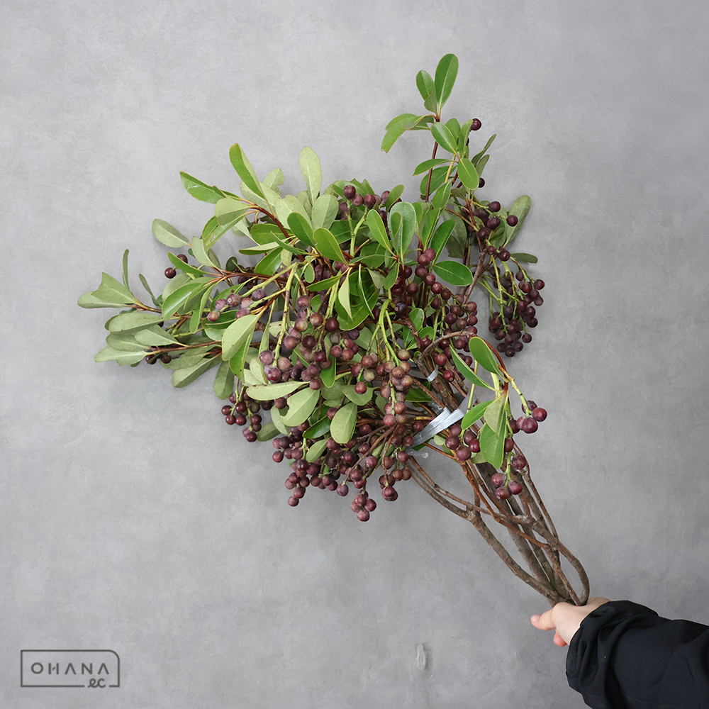 シャリンバイ 60CM